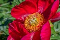 Single-flowered red Peony
